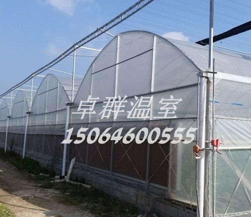 山東省青島市膠州市連棟薄膜溫室。